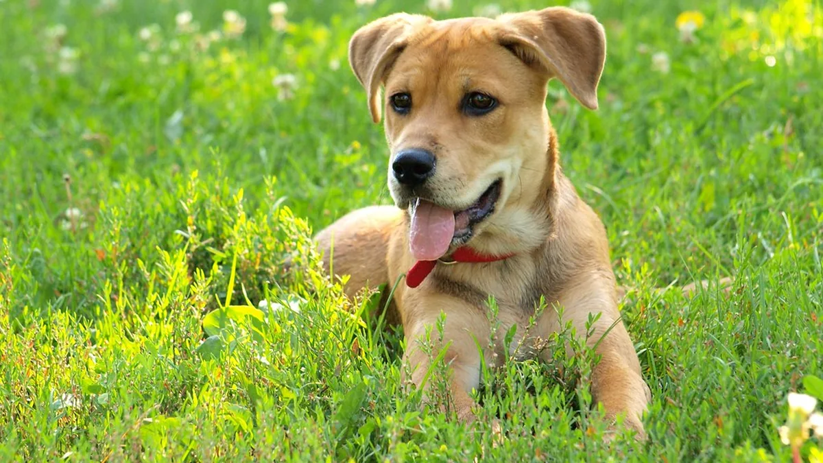 Dog Breeds That Look Tough but Are Actually Sweethearts featured image