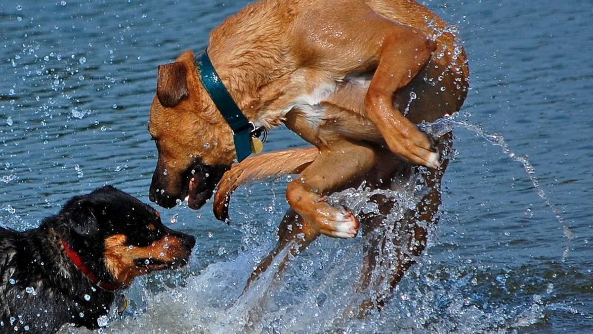 How to Stop a Dog From Jumping on Guests featured image