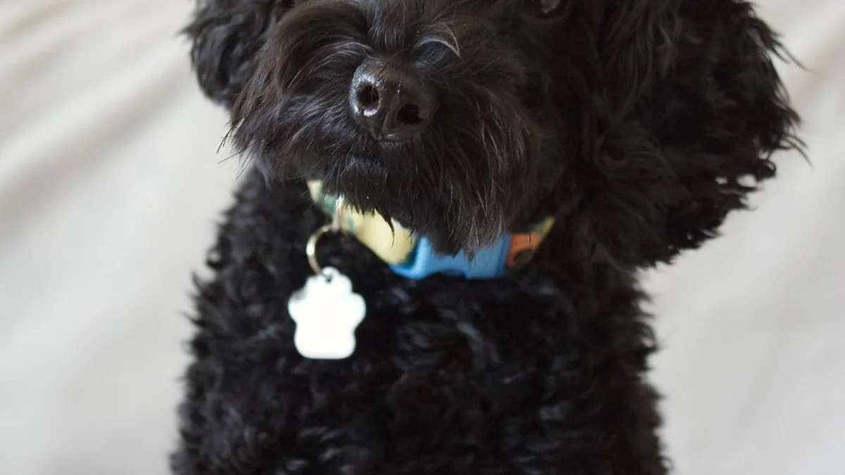 The Real Reason Dogs Tilt Their Heads featured image
