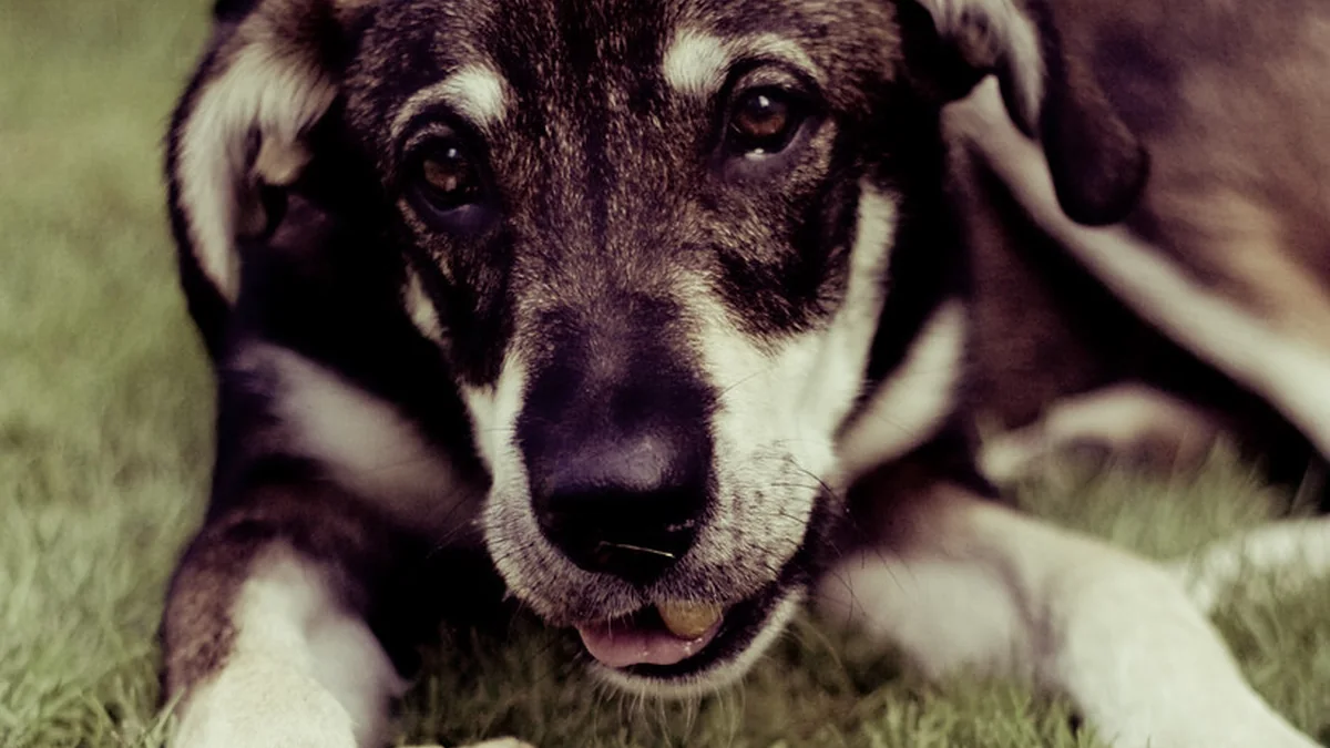 Popular Small Dog Breeds That Work Better in Busy Homes featured image