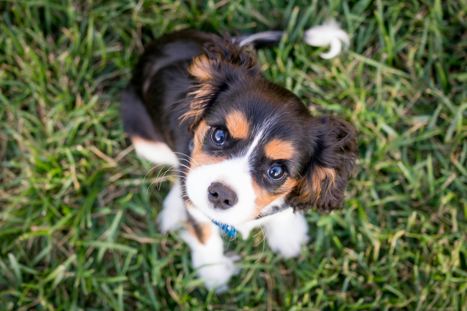 How Do I Introduce My Dog to a New Puppy?