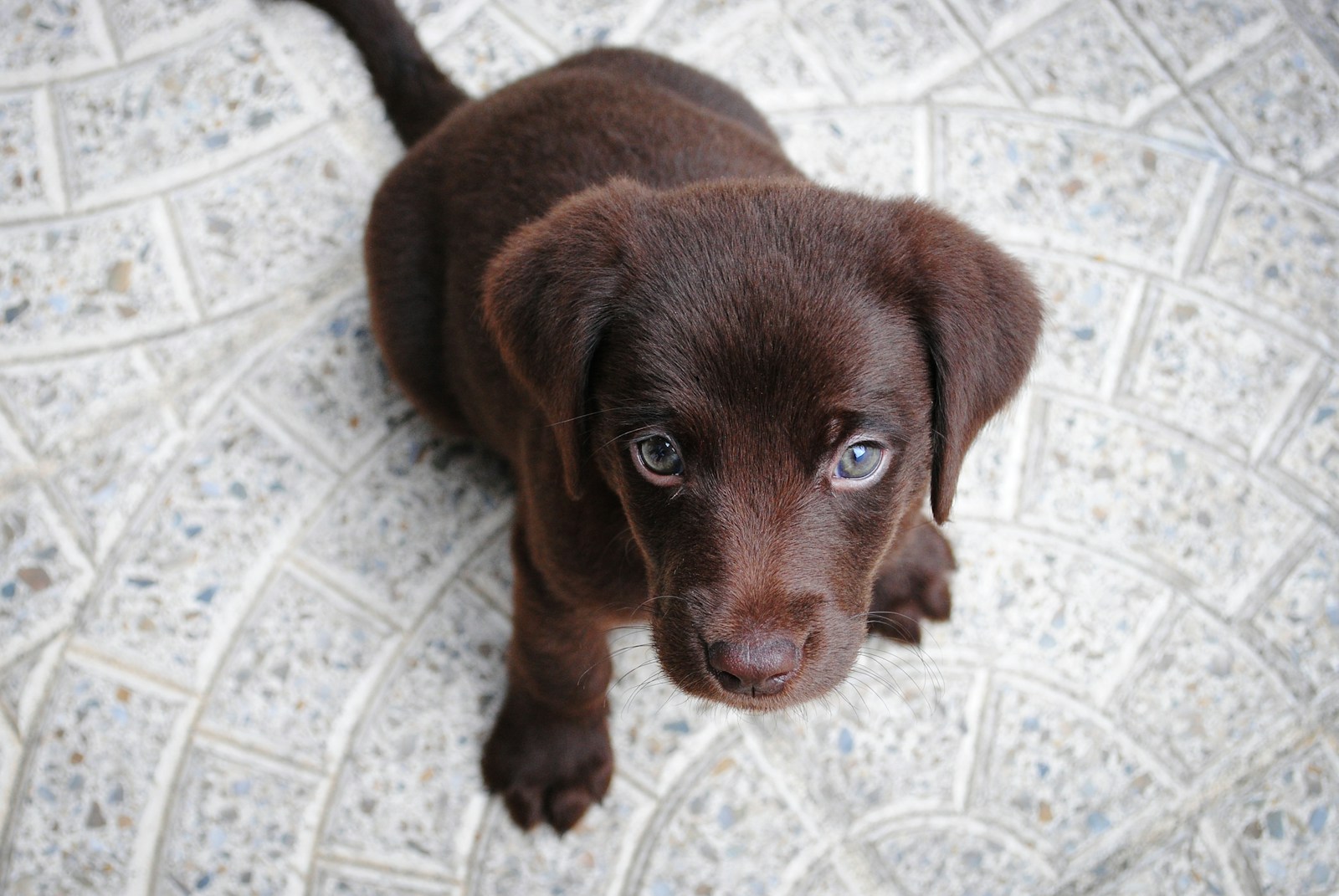 The Most Adaptable Dog Breeds – 5 Versatile Companions