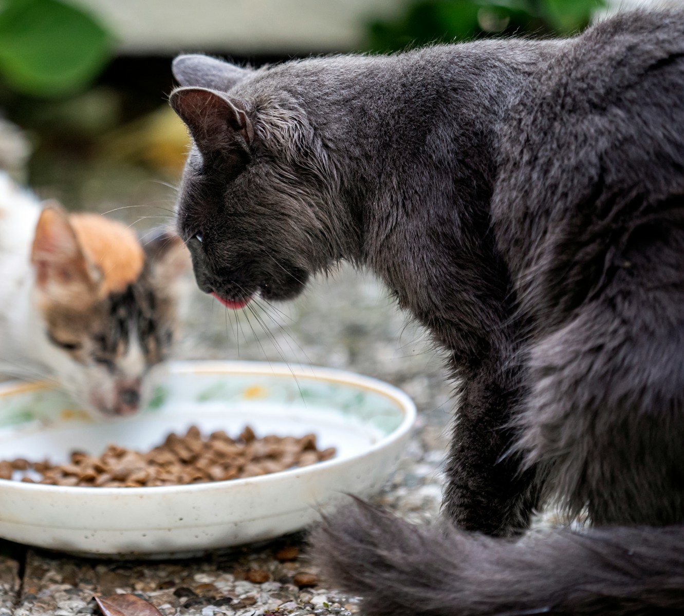Is It Ethical to Feed Stray Cats?