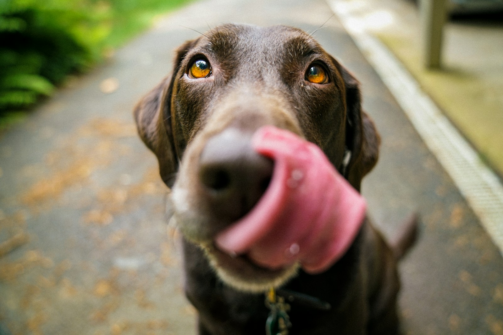 How to Keep Your Dog's Coat Healthy and Shiny