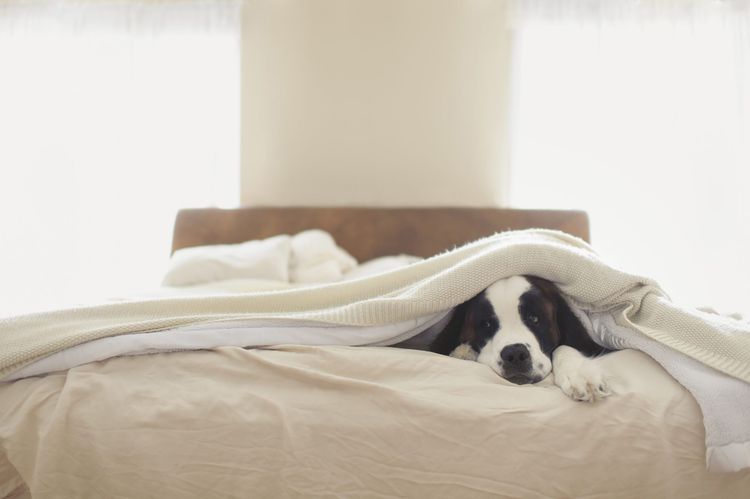How to Effectively Remove Pet Hair from Any Surface