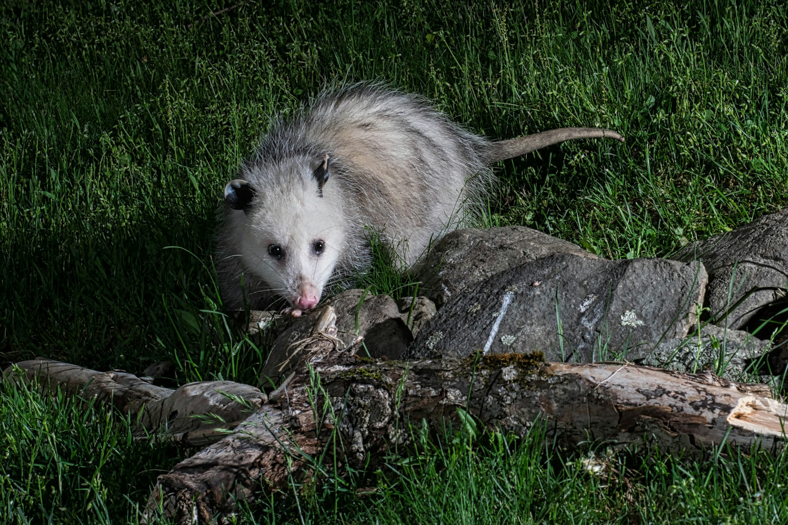 How to Safely Remove Wildlife from Your Property