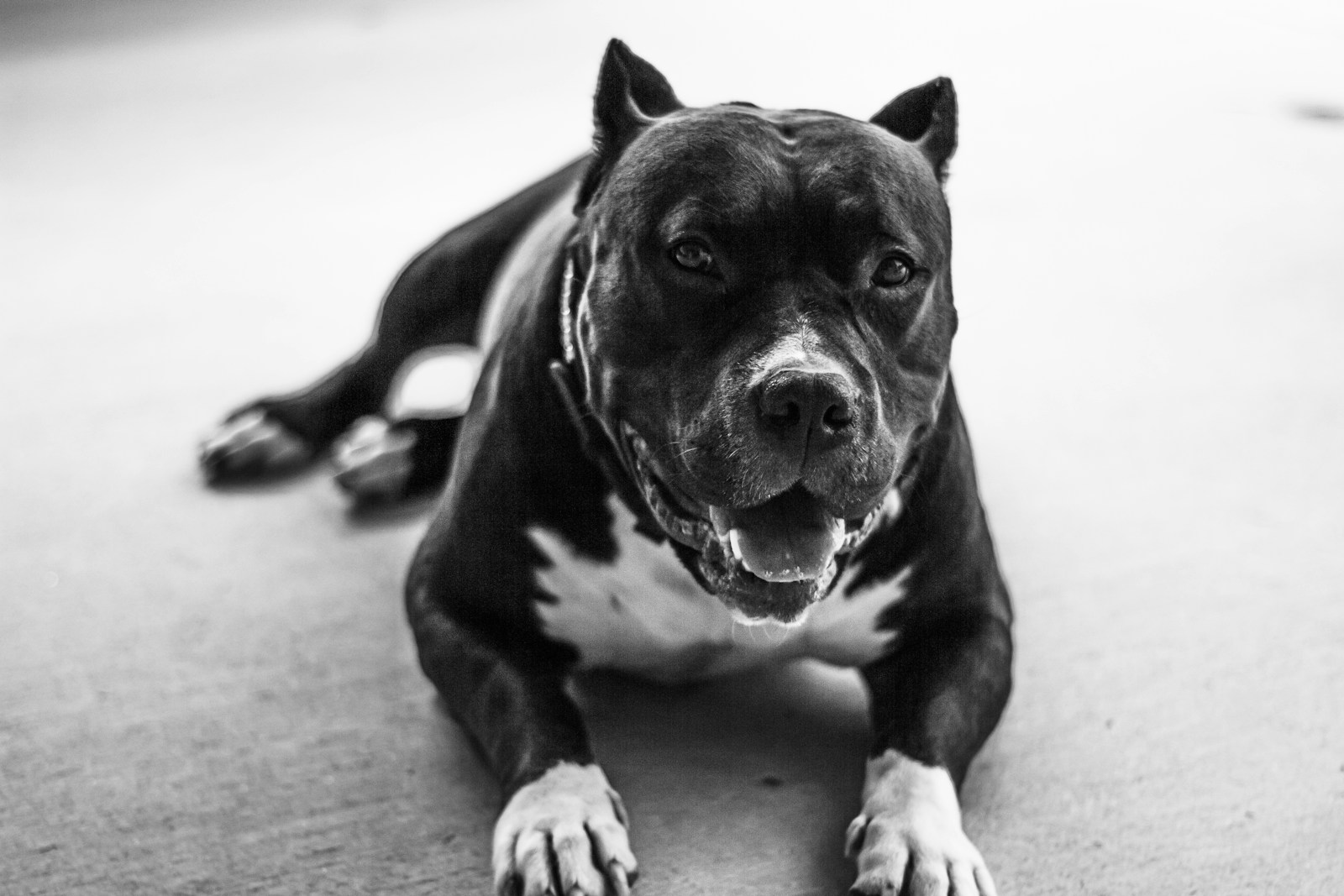 Can Owning a Dog Really Deter Burglars?