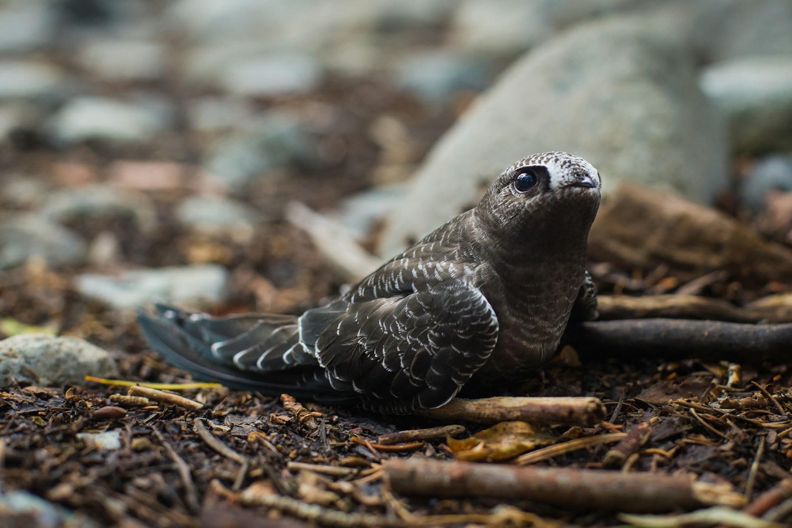 What to Do If You Find an Injured Wild Animal