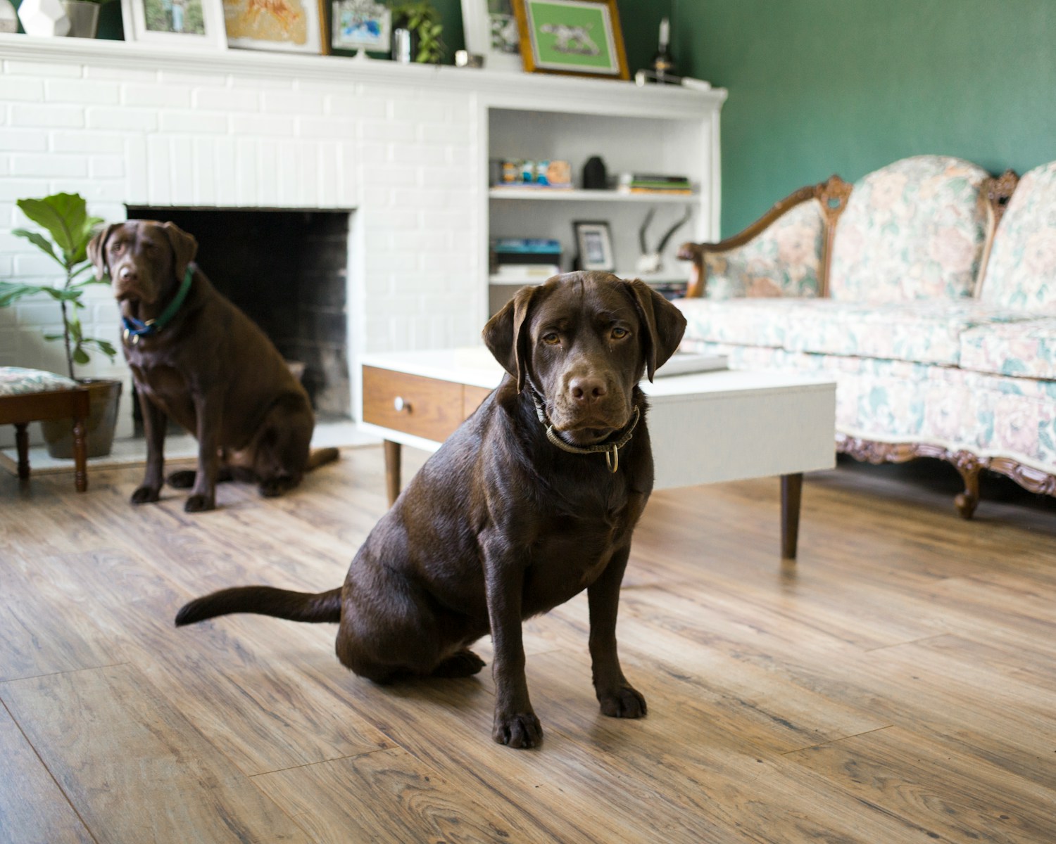 How Do I Train My Dog to Not Jump on Furniture?