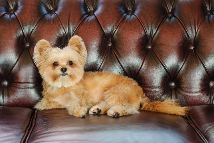 How to Pet-Proof Your Sofa Without Sacrificing Style