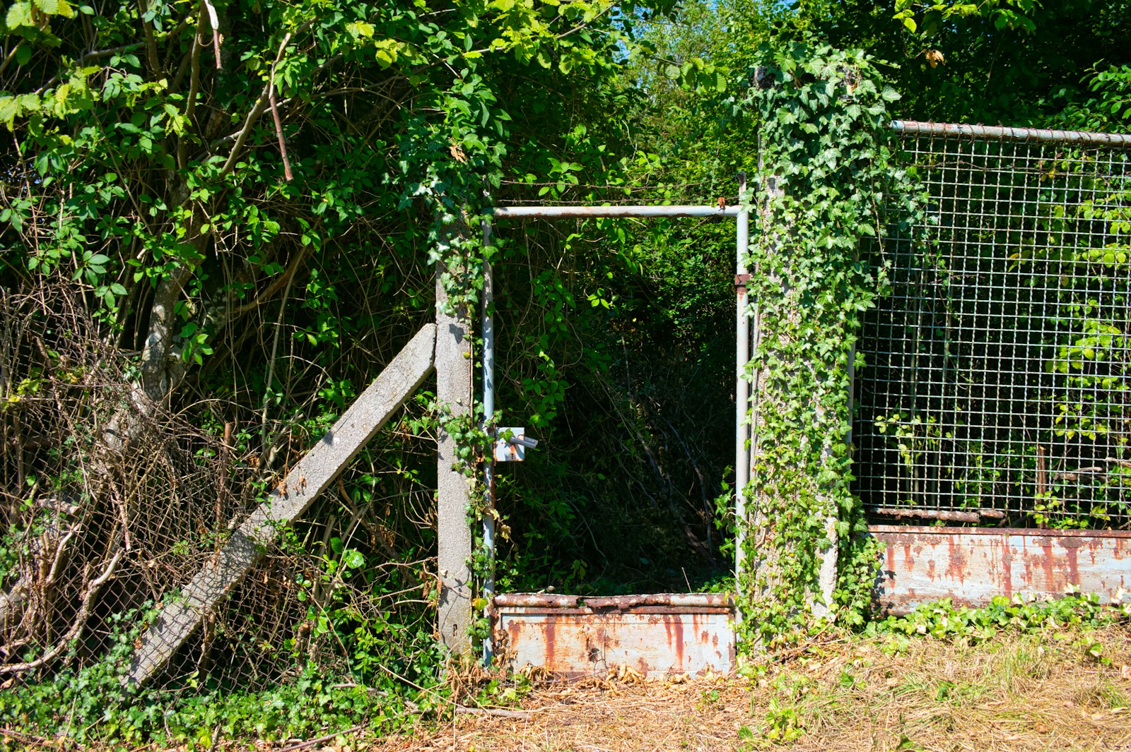 Can You Be Fined for Having an Overgrown Lawn?