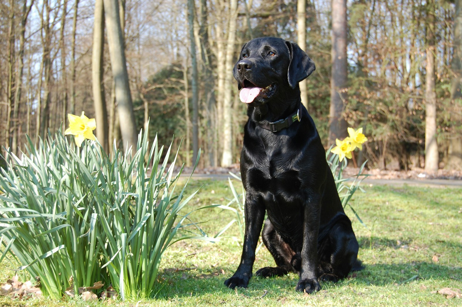 Wet Noses, Wagging Tails: These 5 Dog Breeds Would Rather Swim Than Stroll